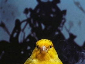 [ 침묵의 나선 ① ] 노래하지 않는 카나리아: 5배 징벌배상이 만든 '침묵의 나선'